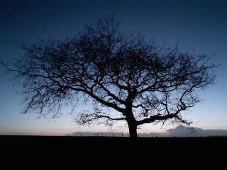 Tree Early Morning