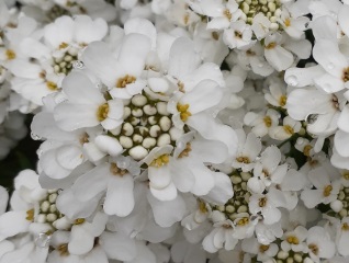 White Flowers