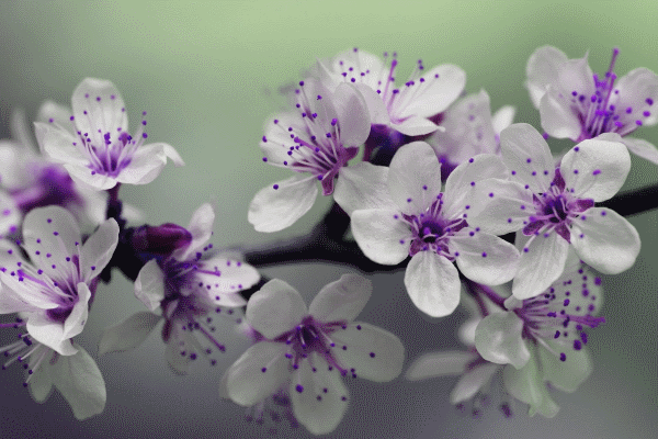 Purple Flowers